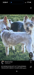 Lost Male Dog last seen Oak glen, Yucaipa, CA 92399