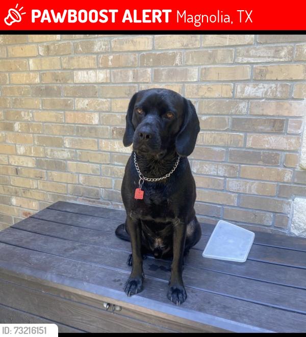Lost Male Dog last seen Sugar oaks ct, Magnolia, TX 77353