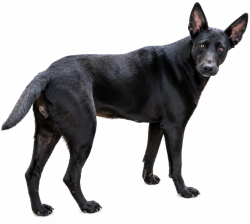 Reunited Female Dog last seen Near N Devine Rd., Vancouver, WA 98661