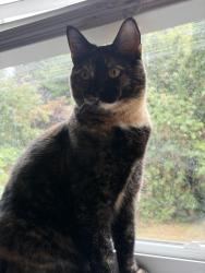 Lost Female Cat last seen Ridge church, Maple Ridge, BC 