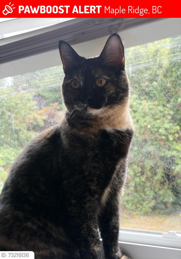 Lost Female Cat last seen Ridge church, Maple Ridge, BC 