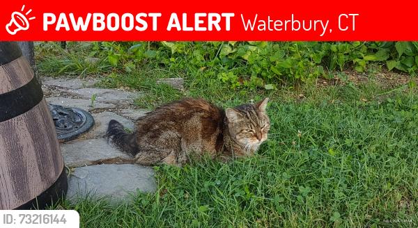 Lost Female Cat last seen Highland Ave, Waterbury, CT 06708