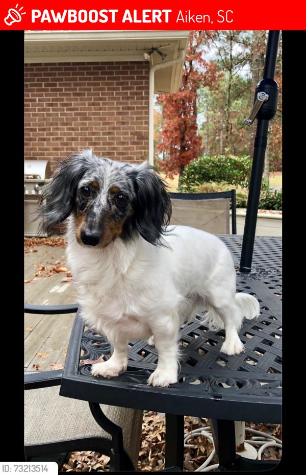 Lost Male Dog last seen Banks Mill, Aiken, SC 29803