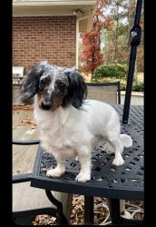 Lost Male Dog last seen Banks Mill, Aiken, SC 29803