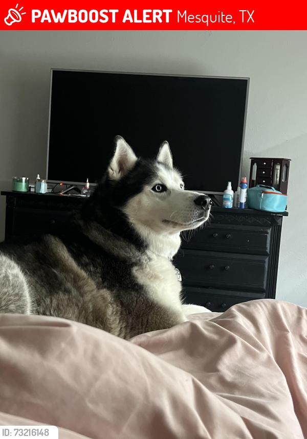 Lost Male Dog last seen Belt Line, Mesquite, TX 75150