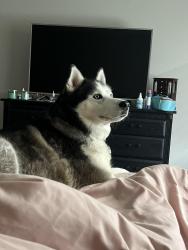 Lost Male Dog last seen Belt Line, Mesquite, TX 75150