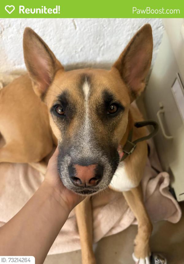 Reunited Male Dog last seen Johnson dr in Ventura, Ventura, CA 93003