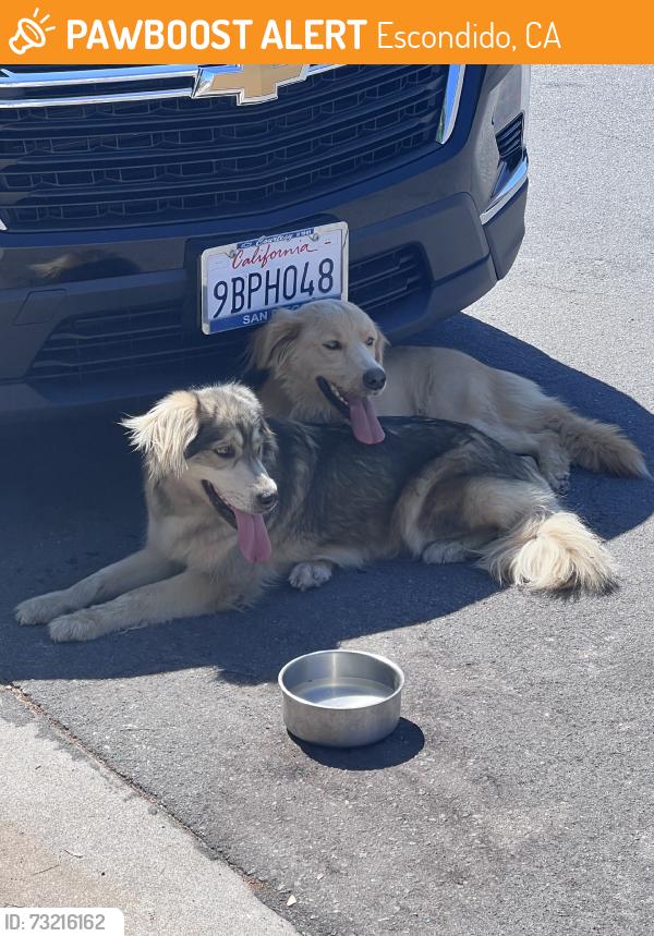 Found/Stray Unknown Dog last seen Beech and 4th st, Escondido, CA 92025
