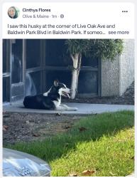Found/Stray Unknown Dog last seen Live oak and baldwin park, Baldwin Park, CA 91706