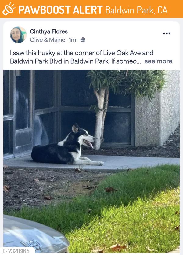 Found/Stray Unknown Dog last seen Live oak and baldwin park, Baldwin Park, CA 91706