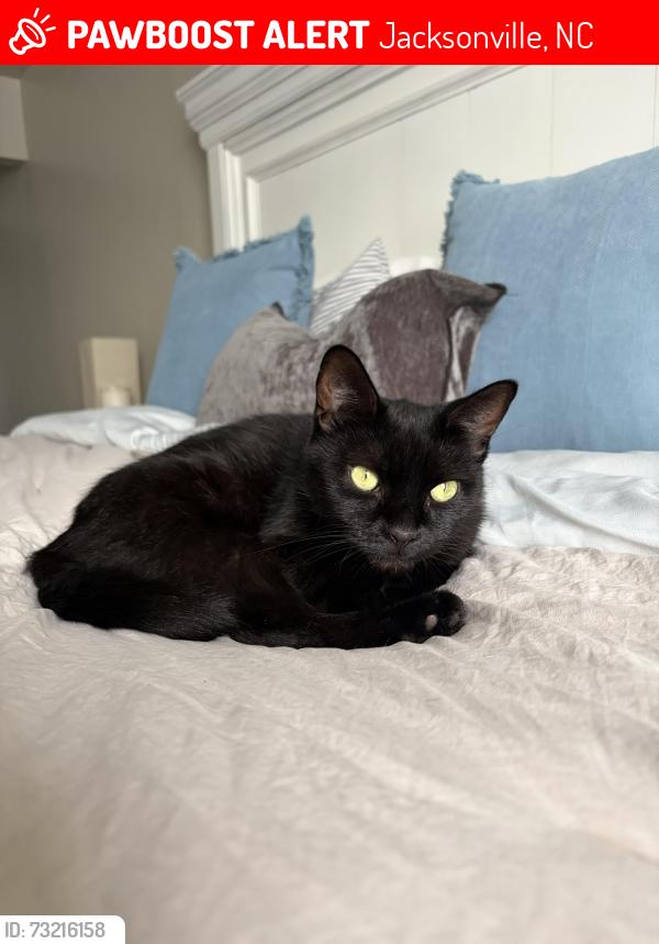 Lost Female Cat last seen Behind Ross area, Jacksonville, NC 28546