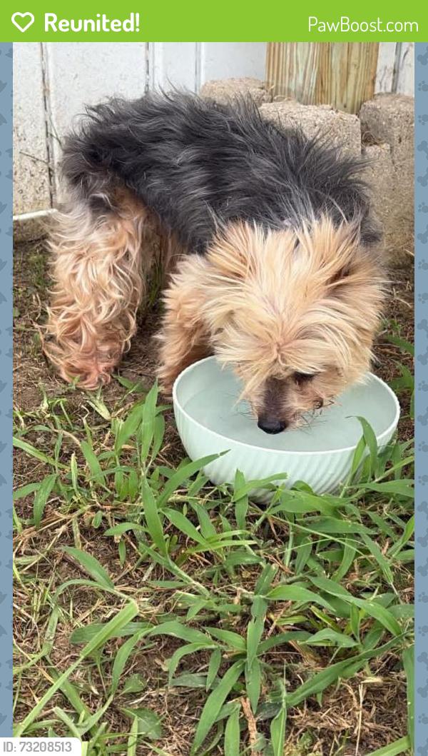 Reunited Female Dog last seen under my porxh, Texarkana, TX 75501