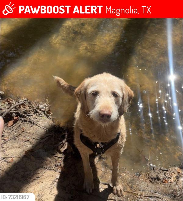Lost Female Dog last seen Near, Magnolia, TX 77353