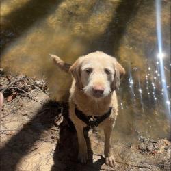 Lost Female Dog last seen Near, Magnolia, TX 77353