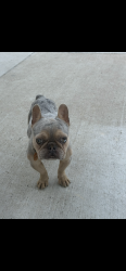 Reunited Male Dog last seen Near Tory drive, Grand Prairie, TX 75052