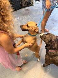 Found/Stray Male Dog last seen Quiet water ln, Atlanta, GA 30350