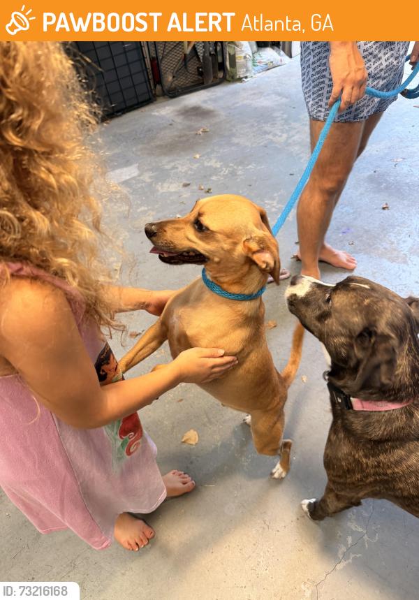 Found/Stray Male Dog last seen Quiet water ln, Atlanta, GA 30350