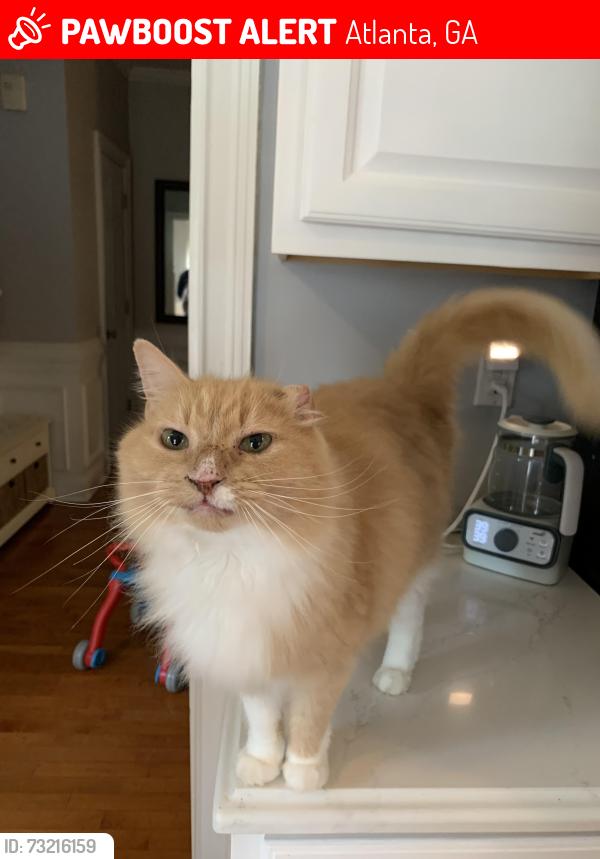 Lost Female Cat last seen Hill St, Atlanta, GA 30312
