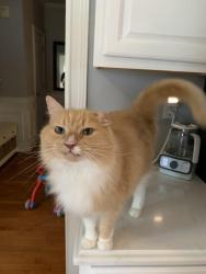 Lost Female Cat last seen Hill St, Atlanta, GA 30312
