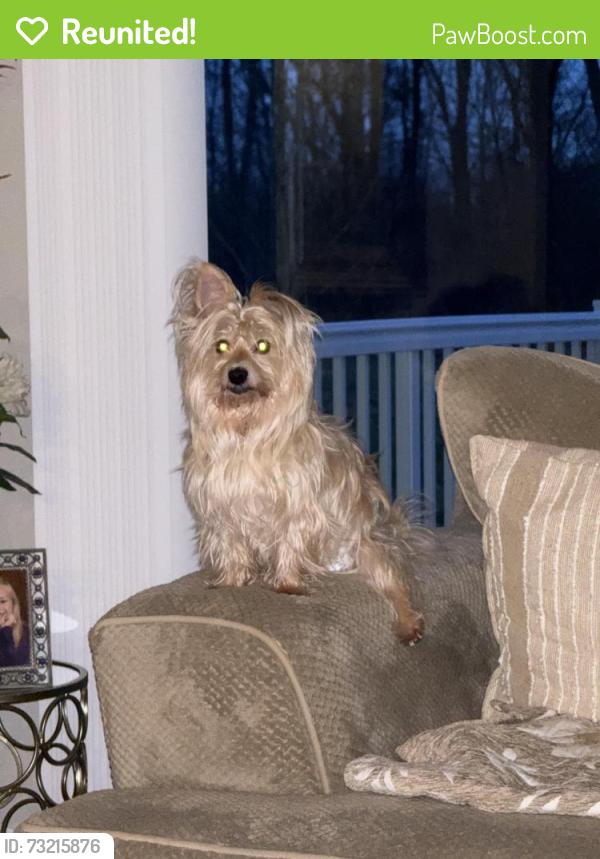 Reunited Female Dog last seen Shelby twp, Shelby Township, MI 48316