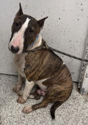 Shelter Stray Male Dog last seen Near Hardesty, 64123, MO, 7077 Elmwood Ave, Kansas City, MO 64132, USA