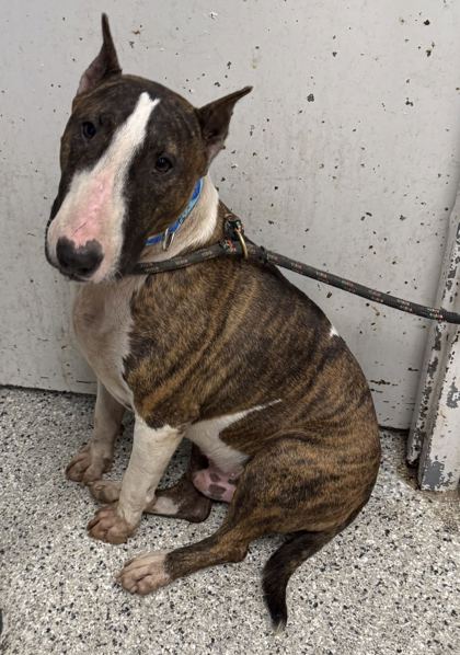 Shelter Stray Male Dog last seen Near Hardesty, 64123, MO, 7077 Elmwood Ave, Kansas City, MO 64132, USA