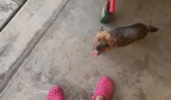 Reunited Female Dog last seen Near La Rte, San Antonio, TX 78263, USA, San Antonio, TX 78263