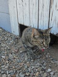 Found/Stray Unknown Cat last seen 83rd and glendale ave., Glendale, AZ 85305