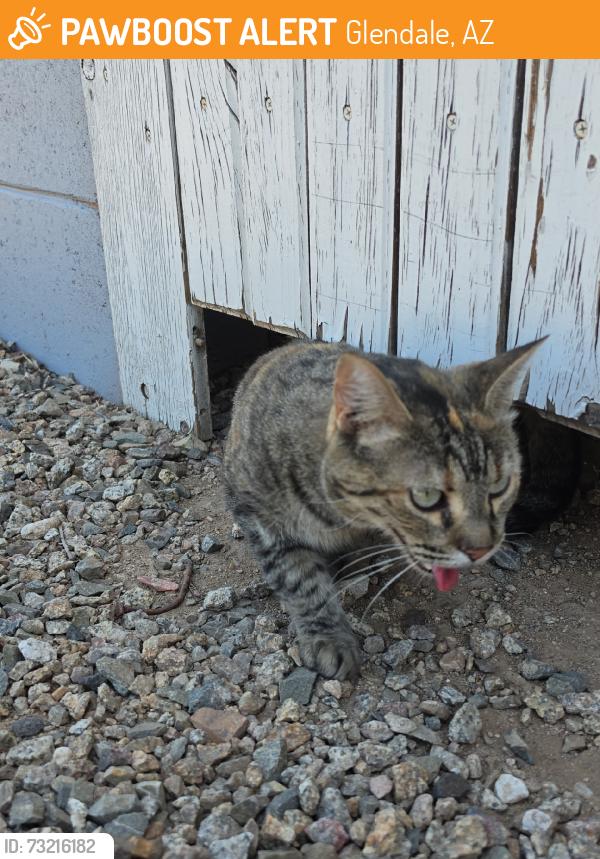 Found/Stray Unknown Cat last seen 83rd and glendale ave., Glendale, AZ 85305