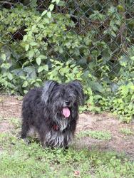 Found/Stray Female Dog last seen Due west road, Dallas, GA 30157