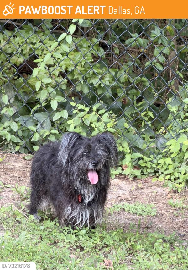 Found/Stray Female Dog last seen Due west road, Dallas, GA 30157