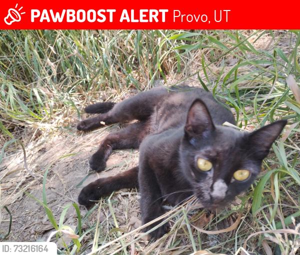 Lost Female Cat last seen Lookout or campground area, Provo, UT 84604
