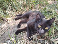 Lost Female Cat last seen Lookout or campground area, Provo, UT 84604