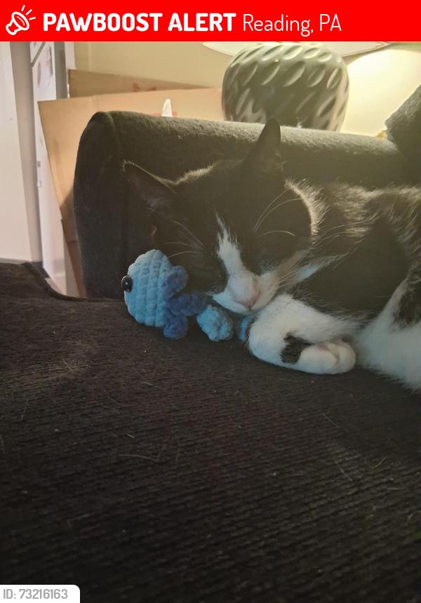 Lost Male Cat last seen 13th & Green, Reading, Pa, Reading, PA 19604