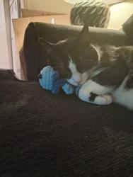 Lost Male Cat last seen 13th & Green, Reading, Pa, Reading, PA 19604