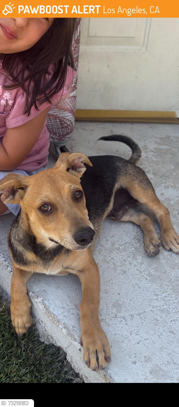 Found/Stray Male Dog last seen Oro vista and Wescott, Los Angeles, CA 91040