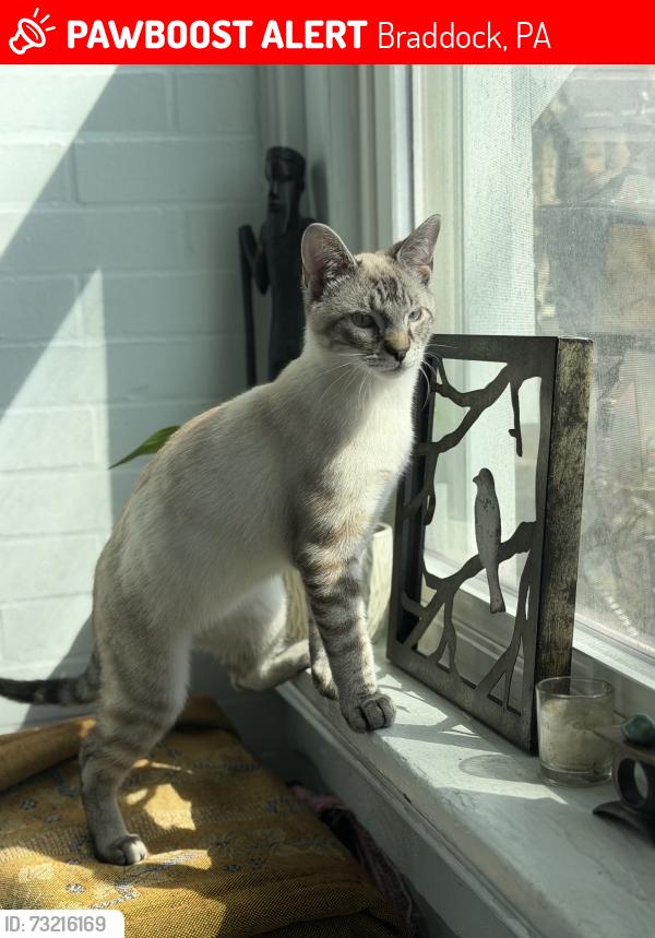 Lost Male Cat last seen Fourth street, Braddock, PA 15104