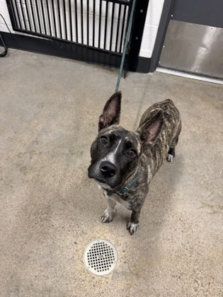Shelter Stray Female Dog last seen Near Greenlawn, 5th District, OH, 9203 Detroit Ave, Cleveland, OH 44102, USA