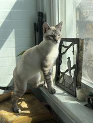 Lost Male Cat last seen Fourth street, Braddock, PA 15104