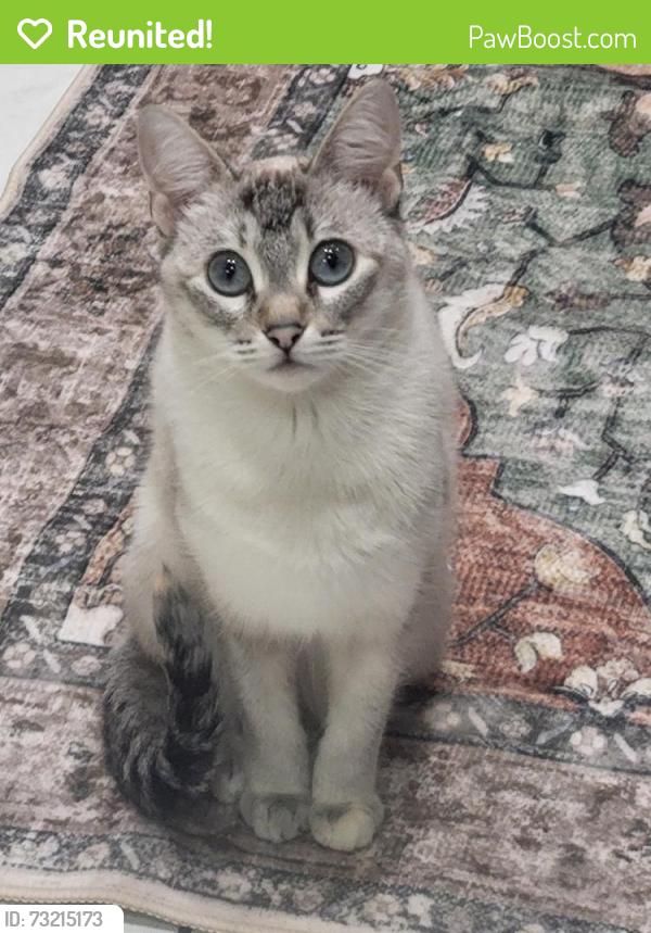 Reunited Female Cat last seen Near Storm Dr, Bedford, TX 76022, USA, Bedford, TX 76022