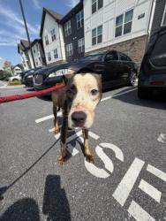 Shelter Stray Male Dog last seen Near OAKLEY INDUSTRIAL BLVD, South Fulton, GA, 1251 Fulton Industrial Blvd NW, Atlanta, GA 30336, USA