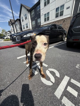 Shelter Stray Male Dog last seen Near OAKLEY INDUSTRIAL BLVD, South Fulton, GA, 1251 Fulton Industrial Blvd NW, Atlanta, GA 30336, USA