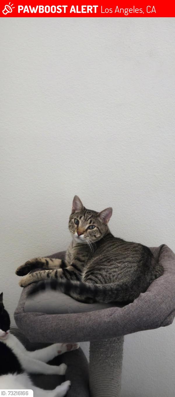 Lost Male Cat last seen 114th & Zamora ave, Los Angeles, CA 90059