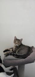 Lost Male Cat last seen 114th & Zamora ave, Los Angeles, CA 90059
