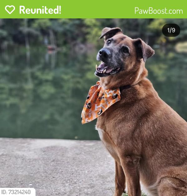 Reunited Male Dog last seen Near pleasent dr trenton GA / slygo rd, Trenton, GA 30752