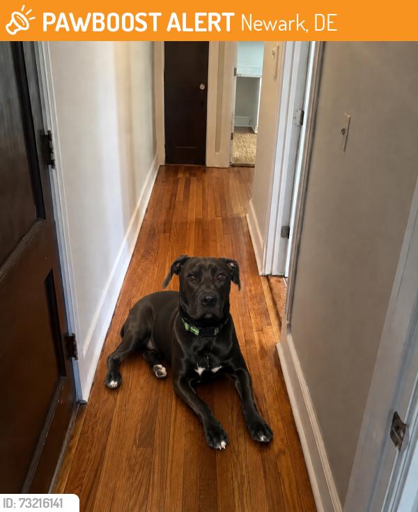 Found/Stray Male Dog last seen Old Baltimore pike, Newark, DE 19702
