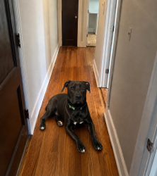 Found/Stray Male Dog last seen Old Baltimore pike, Newark, DE 19702