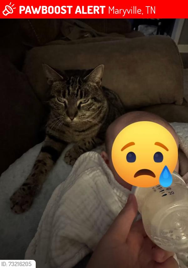 Lost Male Cat last seen Grace court, Maryville, TN 37804