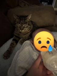 Lost Male Cat last seen Grace court, Maryville, TN 37804