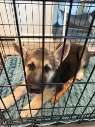 Reunited Male Dog last seen Drain drive Newark Tx, Newark, TX 76071